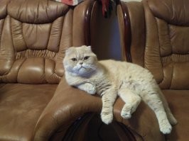 11 лет назад забрал этого кота у одной такой ....... Не думайте, что на первом фото котенок, ему три года. Был полный набор проблем - глисты, блохи, ушной клещ, атония желудка, мочекаменная болезнь. Больше двух лет непрерывное лечение, да и потом случались нередкие рецидивы. Второе фото - примерно через четыре года. Прожил со мной 11 лет, все эти годы был самым верным и преданным другом. 26 дней назад ушел на радугу, лавинообразное разрушение печени, врачи ничего не смогли сделать.... Мой самый лучший в мире кот Бонифаций...