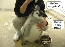 18 фотографий котиков и рыбов, глядя на которые так и хочется сказать «красивое»