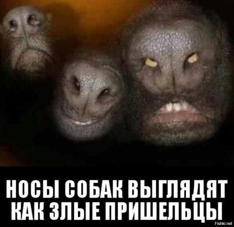 Ужасный мем. Носы собак выглядят как злые пришельцы. Страшные смешные картинки.