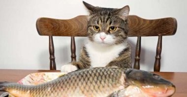 18 фотографий котиков и рыбов, глядя на которые так и хочется сказать «красивое»