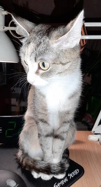 18 фотографий котиков и рыбов, глядя на которые так и хочется сказать «красивое»