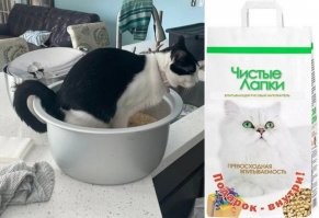 Рис "Чистые лапки" - достаточно одной секунды.