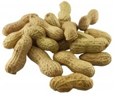 Эти зверушки на нечищеный арахис похожи...