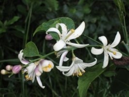 Будущие лимоны, гуаява, хурма и виноград.