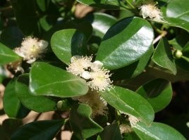 Будущие лимоны, гуаява, хурма и виноград.