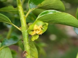 Будущие лимоны, гуаява, хурма и виноград.