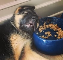 Очаровательные овчарки