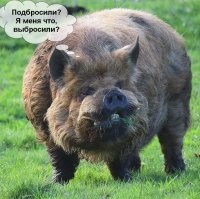 Осиротевший кабанчик, который стал любимым питомцем и другом четырех собак