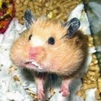 ну какая Богдана, упоротый?))))))))) Ну написал бы - я подлизываю у Богданы, было бы ещё ничего  А так то ведь все давным давно знают - ты упоротое хомячелло защеканец, д,олбоёб и оборванец  Вот футболка у тебя зачётная - P-I-Z-D-A. как тебя клиенты и называют  ...до слёз сцуко)))))))))