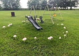 Когда грибы так растут это называется "ведьмин круг", с реальностью тут все в порядке.