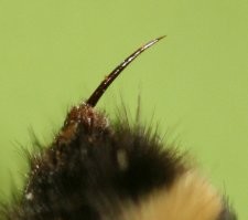 А на фото челюсть шмеля, наверное?