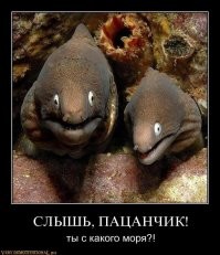 Электрический угорь: Рыба под напряжением в 800 вольт. Своим разрядом может свалить даже лошадь