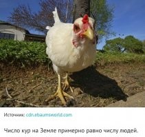 Я один в месяц съедаю пару куриц. 
 Это ни как не связано с сокращением населения Земли?