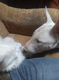 2 моих пез...юка, не плакал конечно, когда их брал, но счастлив безумно был