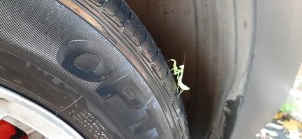 У нас во дворе на Молдованке в Одессе,этим летом появились богомолы и за лето выросли неплохо.
