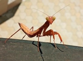 К нам на днях вот такой в гости заглянул: