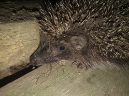 Где-то на участке живёт. Подкармливаем.