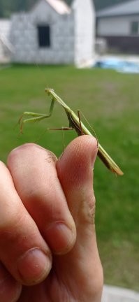 На выходных косил газоны, такой попался: