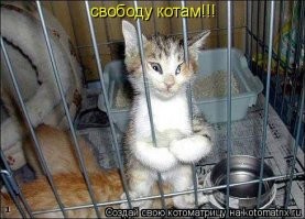 Питерского кошастого не посадят на "сутки" за хулиганку, однако штраф хозяину выписать могут