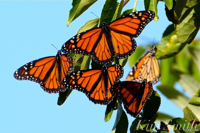 Самые известные из перелетных бабочек – монархи живут в Америке. Эти насекомые могут мигрировать на расстояние более 3000 км. Бабочки, проведшие лето в северных частях своего ареала – на юге Канады и на севере США, в августе–сентябре отправляются на юг Северной Америки – в Южную Калифорнию и другие районы Мексики, а также во Флориду.
Монархи, живущие в Южной Америке, также совершают ежегодные весенне-осенние миграции. Только зимовать они летят на север, к экватору, а весной возвращаются на юг.