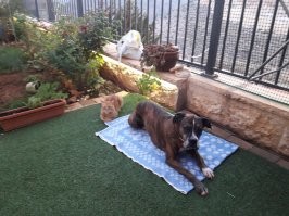 О чем это они,хозяин?Жить надо дружно!