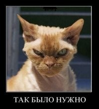 Питерского кошастого не посадят на "сутки" за хулиганку, однако штраф хозяину выписать могут