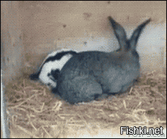 Заяц и кролик – это не только быстрые ноги, хитрый ум и доброе сердце, но и недолгие радости.