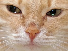 Знакомство щенка со змеёй прошло неудачно