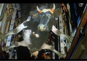 Жить захочешь, не так раскорячишься.