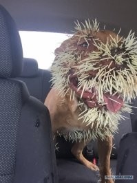 Плавали, знаем...