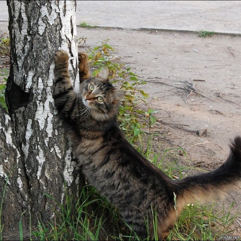 Ага... Обнимает....  
Кот обнимает дерево, кот обнимает диван и пр.
А может они  все просто точат когти?