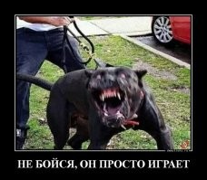 В Татарстане овчарка неожиданно набросилась на девочку