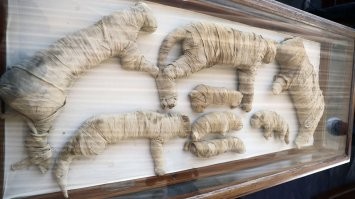 Мумий кошек сохранилось больше, чем мумий людей. Очень много мумии людей в свое время просто ... съели, считая афигенным лекарством