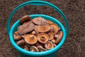 Полчаса прогулок вокруг машины: