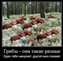 Вот и первые грибочки пошли... Псилоцибиновый юмор о начале сезона