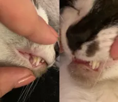 Это не 2 пары клыков а одновременно и молочный и коренной зуб, у кошаков сначала выростают коренные потом выпадают молочные.
Так как если выпадет молочный а на его месте  выростет коренной как у человека, то пока он ростёт  то кошак не сможет охотиться скопытеться!