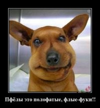 Знакомство щенка со змеёй прошло неудачно