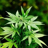 я за Нидерланды!