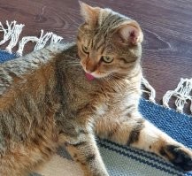 17 случаев, когда  любимцы демонстрируют эмоции от чего-то нового