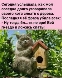 Моя кошка слезла с дерева, после того как моя мама сказала: "Алиса, мне надоело, я пошла домой!"
