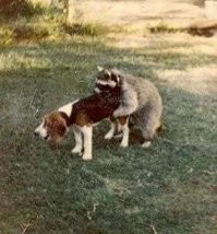 Фокс? Нет, это не фокс... Это худшая охотничья собака в мире.