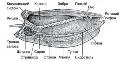 Сердце и прочие кишки У КАЖДОЙ пиросомы в колонии. Они просто плавают роем
