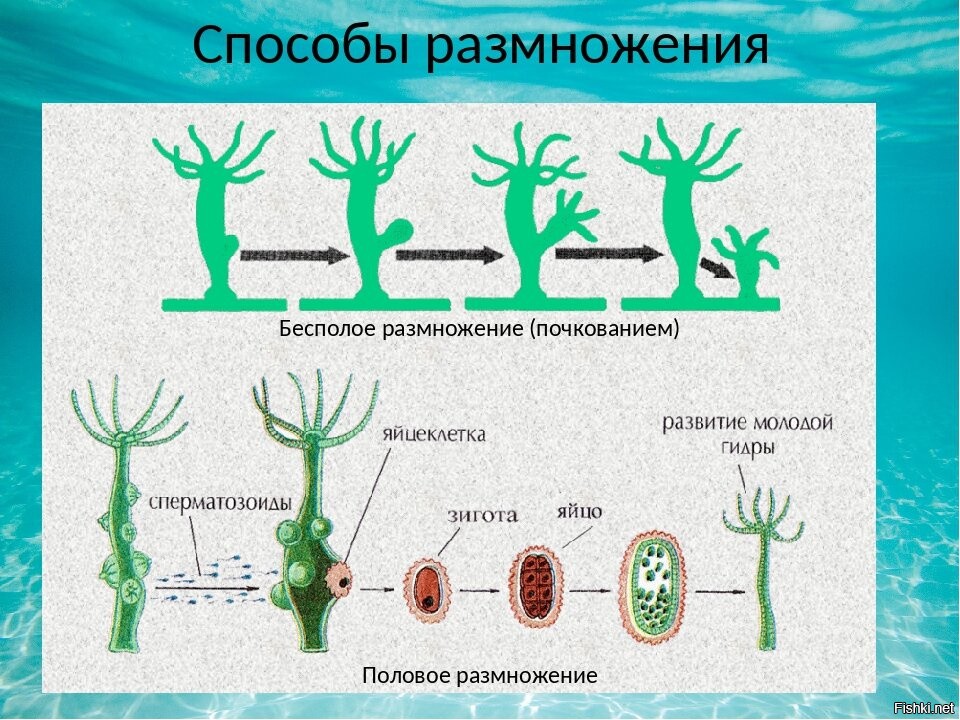 Работая в группе рассмотрите рисунок 184 и составьте схемы развития животных