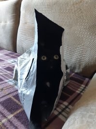 кошка клео (клеопатра):