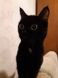 кошка клео (клеопатра):