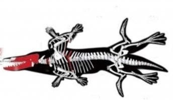 Всё правильно. Ходил на четырех ногах. 
Но ног было восемь. 
Когда одна четверка ног уставала, то этот кит переворачивался, и ходил на второй четвёрке ног. 
Кит же тяжёлый. Ходить трудно. 

Заодно, это ему очень помогало быстро плавать.