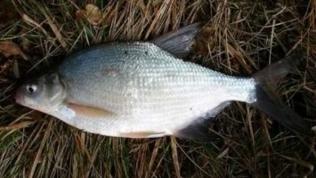 За хорошего леща, не "насцит".