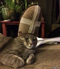 Предлагаю кОтолика бесплатно!