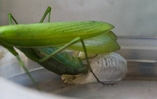 16 интересных, хотя и бесполезных фактов