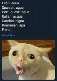 добавим котика